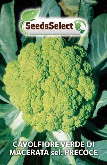 Cavolfiore Verde di Macerata sel. Precoce