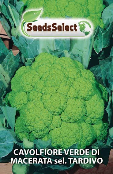 Cavolfiore Verde di Macerata sel. Tardivo