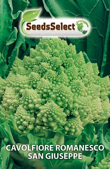 Cavolfiore Romanesco San Giuseppe