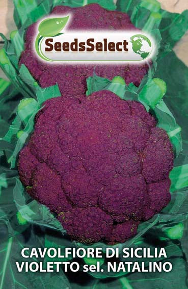 Cavolfiore di Sicilia Violetto sel. Natalino