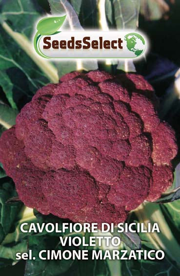 Cavolfiore di Sicilia Violetto Cimone Marzatico