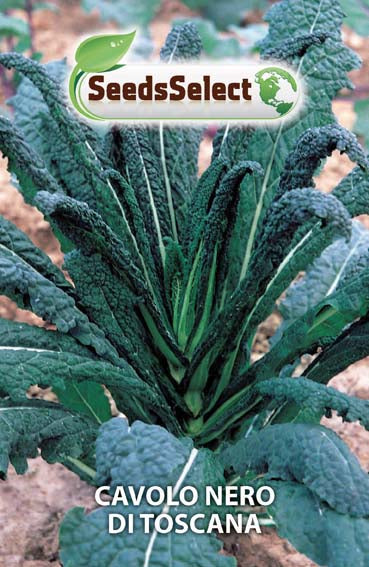 Cavolo Nero di Toscana