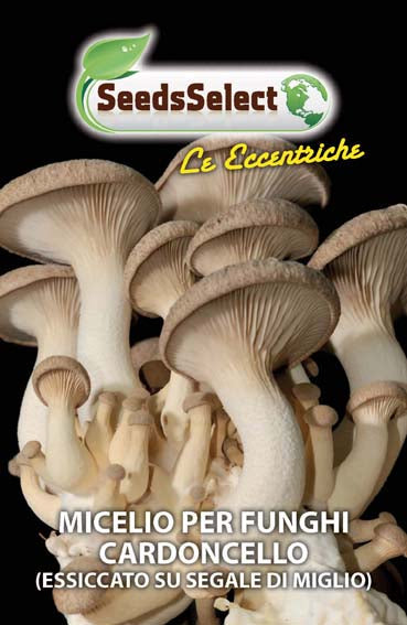 Micelio per Funghi Cardoncello
