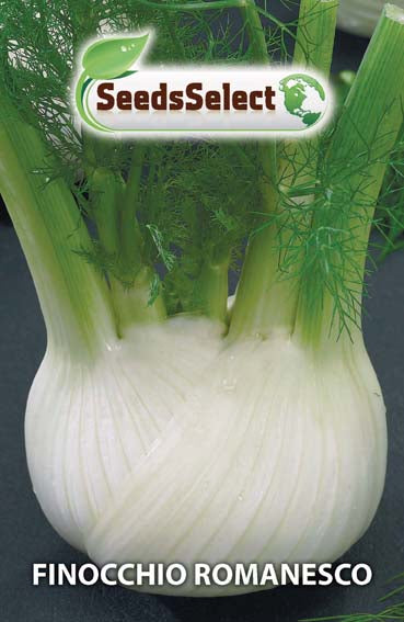 Finocchio Romanesco