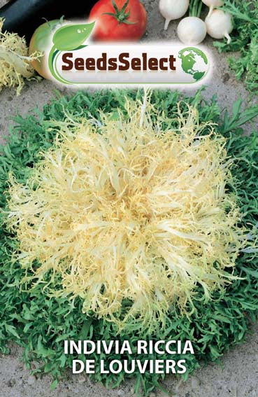 Indivia Riccia De Louviers