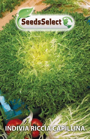 Indivia Riccia Capillina