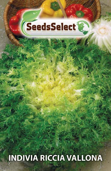 Indivia Riccia Vallona