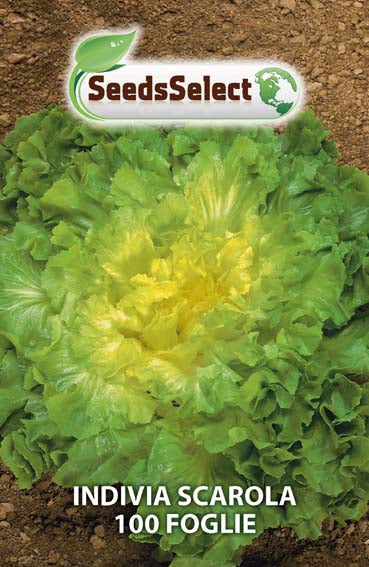 Indivia Scarola 100 foglie