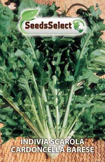 Indivia scarola cardoncella barese