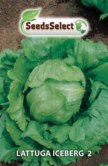 Lattuga Iceberg2
