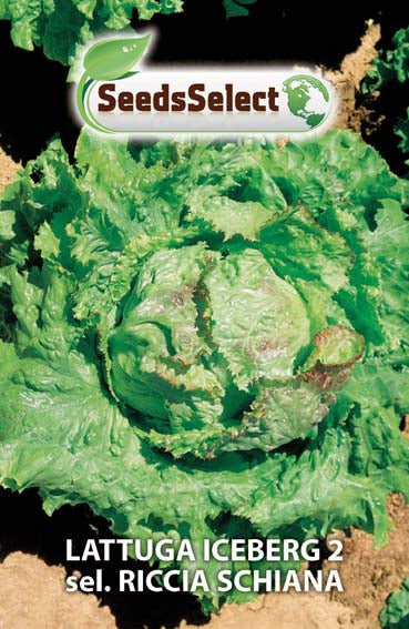Lattuga iceberg2 sel. Riccia Schiana