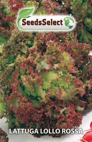 Lattuga Lollo Rossa