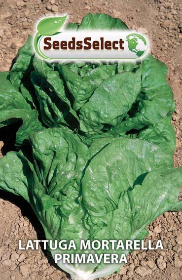 Lattuga mortarella primavera