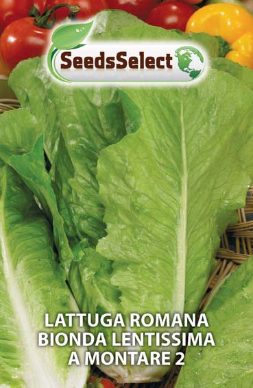 Lattuga romana bionda lentissima montare 2