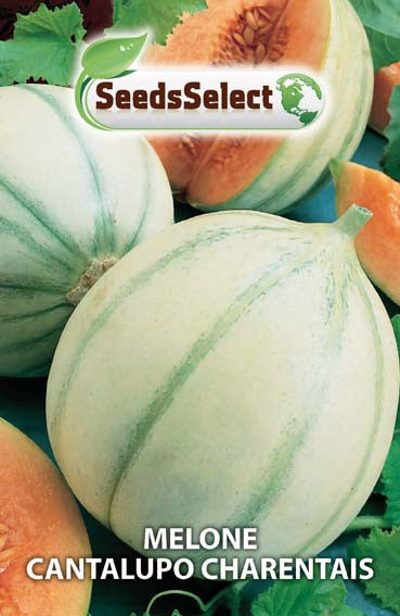 Melone Cantalupo Charentais