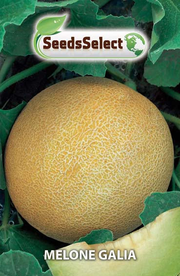 Melone Galia