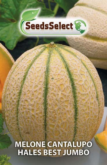 Melone Cantalupo Hales Best Jumbo