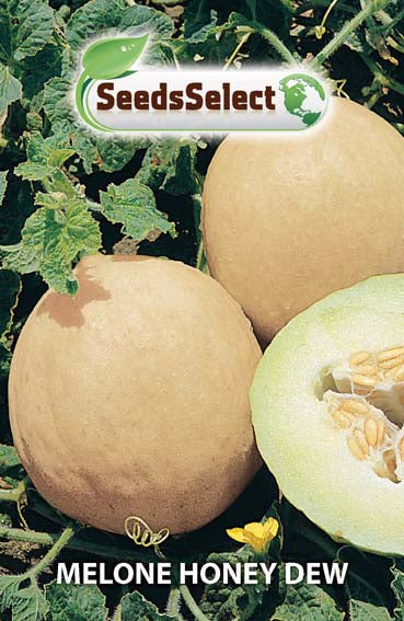 Melone Honey Dew