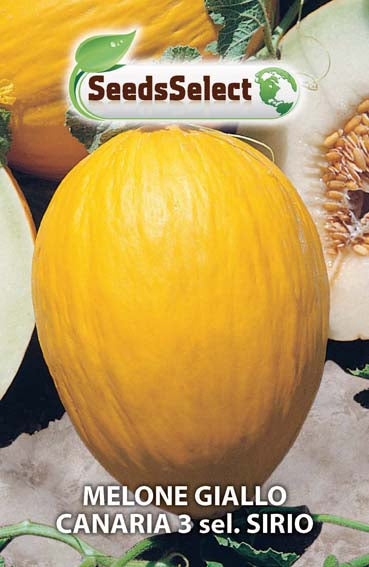 Melone giallo Canaria sel. Sirio