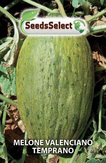Melone Valenciano Temprano