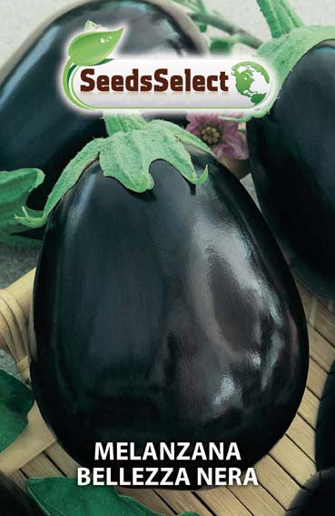Melanzana Bellezza Nera