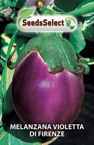 Melanzana violetta di Firenze
