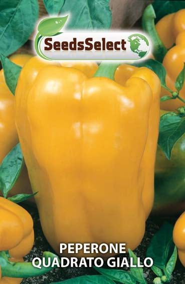 Peperone Quadrato Giallo
