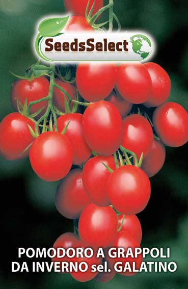 Pomodoro a grappoli da inverno sel. Galatino