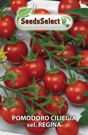Pomodoro Ciliegia sel. Regina