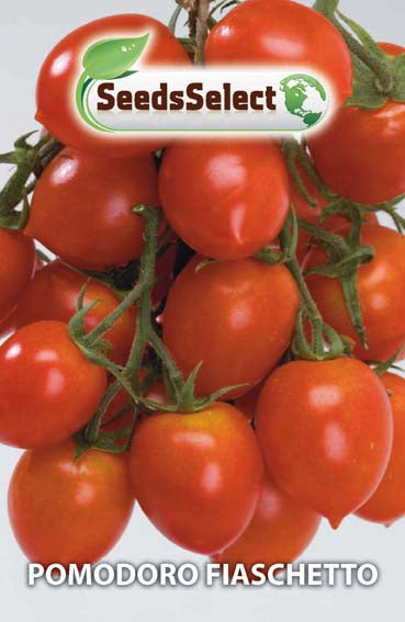 Pomodoro Fiaschetto
