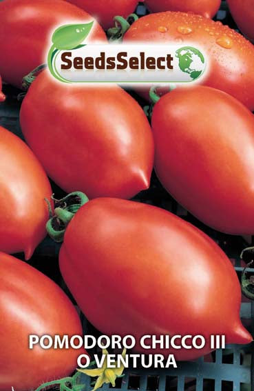 Pomodoro Chicco III o Ventura