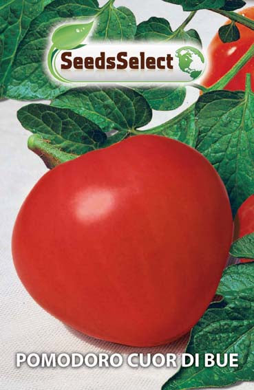Pomodoro Cuor di Bue