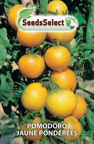 Pomodoro Jaune Ponderees