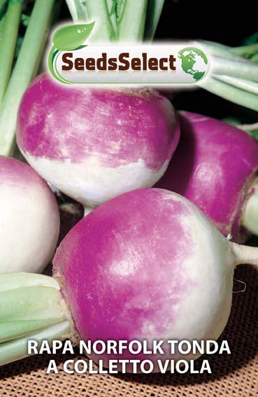 Rapa Norfolk tonda a colletto viola
