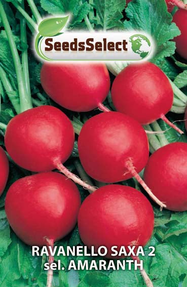 Ravanello Saxa 2 sel. Amaranth