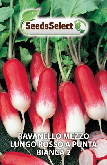 Ravanello Mezzo Lungo Rosso a Punta Bianca 2