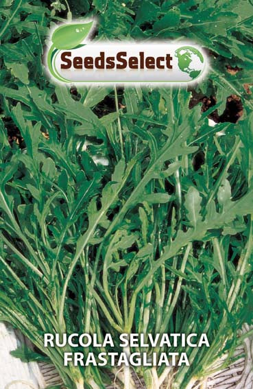 Rucola Selvatica Frastagliata