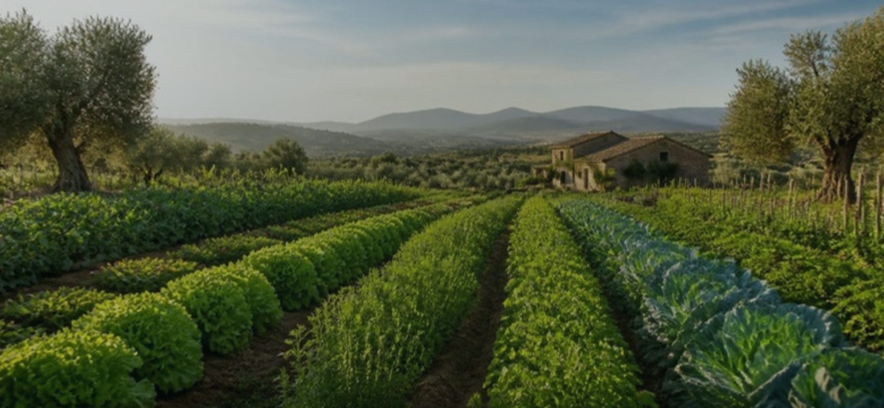 Campo di ortaggi biologici in Puglia