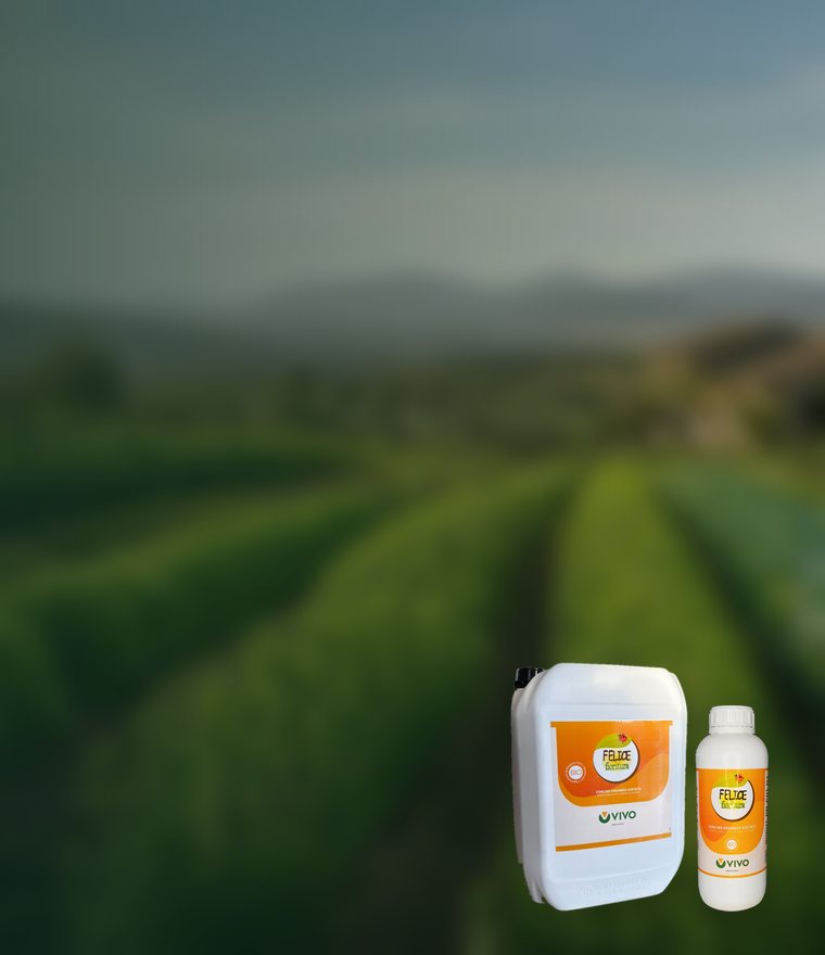 Felice Fioritura 1 L e 10 L con spedizione gratuita