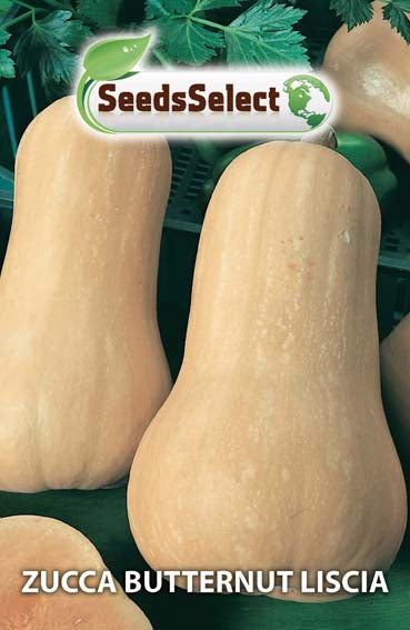 Zucca Butternut Liscia