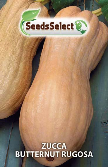 Zucca Butternut Rugosa