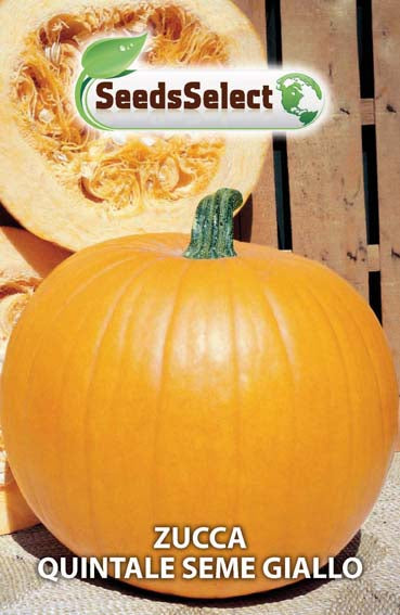 Zucca Quintale Seme Giallo