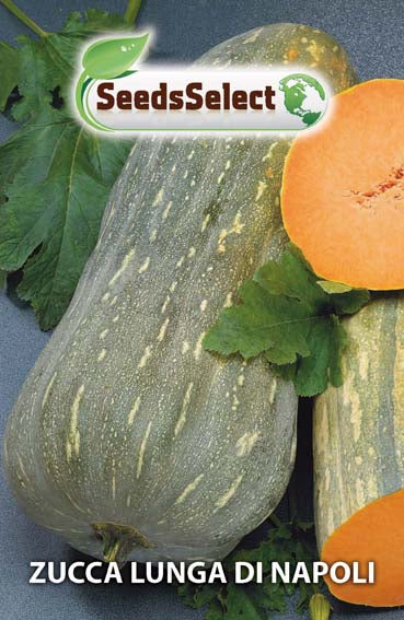 Zucca Lunga di Napoli