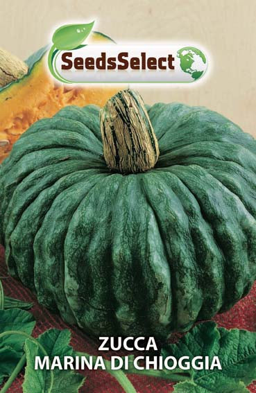 Zucca Marina di Chioggia