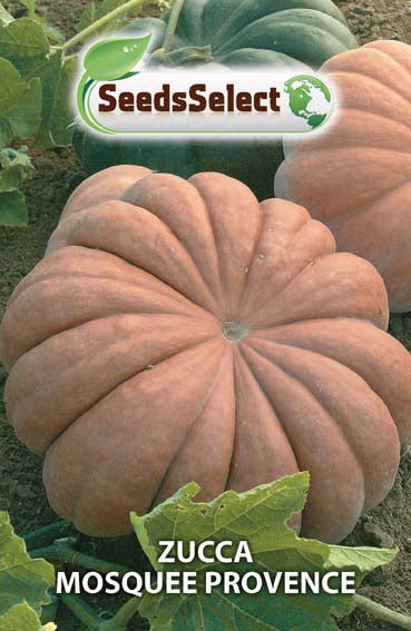 Zucca Mosquee Provence