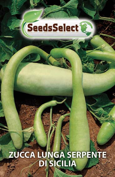 Zucca Lunga Serpente di Sicilia