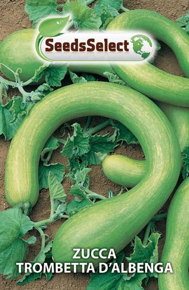 Zucca Trombetta D'Albenga