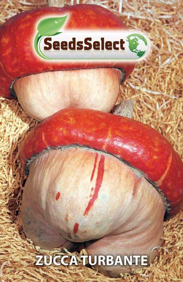 Zucca Turbante