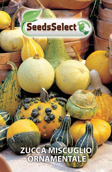 Zucca Miscuglio Ornamentale