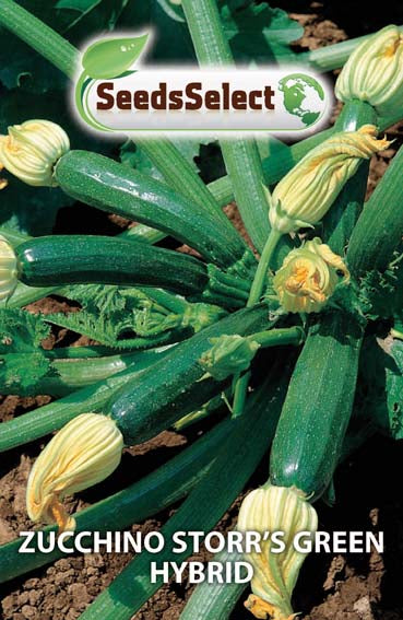 Zucchino Storr's Green Hybrid